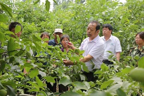图为李保国在田间为田舍解说核桃栽培实用技术。